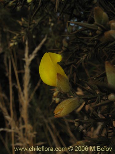 Imágen de Ulex europaeus (Corena / Espinillo / Yáquil). Haga un clic para aumentar parte de imágen.